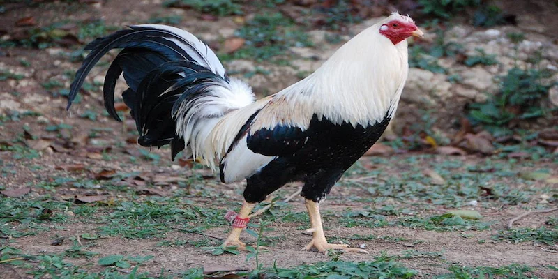 Nguồn gốc và đặc điểm hình thái của gà Mỹ rặc